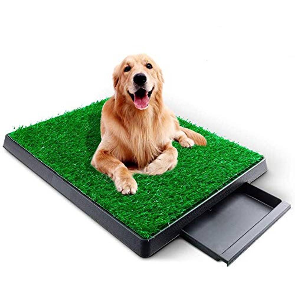 Hundetoilette Test & Vergleich » Top 21 im Mai 2024
