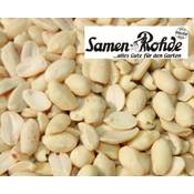 Samen Rohde Erdnussbruch