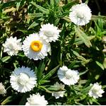 Samen Schenker Strohblumen