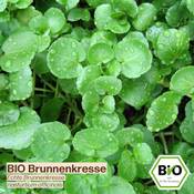 Samenliebe BIO Brunnenkresse Vergleich