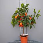 Orangenbaum
