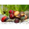 Teich Schnecken und Muscheln Rote Rennschnecke