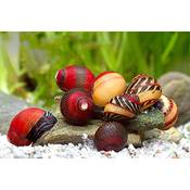 Teich Schnecken und Muscheln Rote Rennschnecke
