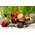 Teich Schnecken und Muscheln Rote Rennschnecke