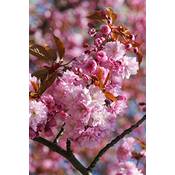 Seedeo AN-77615 Vergleich