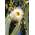 Seedeo AN-87956