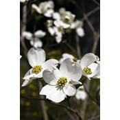 Seedeo Cornus florida Vergleich