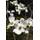 Seedeo Cornus florida