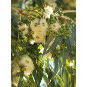 Seedeo Eucalyptus Samen