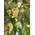Seedeo Eucalyptus Samen