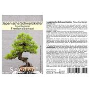 Seedeo Japanische Schwarzkiefer