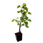 Seedeo Judasbaum 20 cm