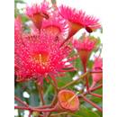Seedeo Roter Eucalyptus