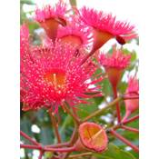 Seedeo Roter Eucalyptus