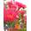 Seedeo Roter Eucalyptus