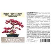 Seedeo Roter Fächerahorn