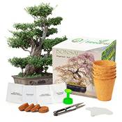 Seedpal Bonsai-Starter-Kit Vergleich