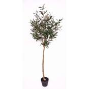 Seidenblumen Roß Olivenkugelbaum