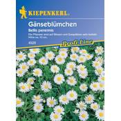 Sperli Blumensamen Wiesen-Gänseblümchen