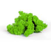 Sphagnum-shop.com Islandmoos Vergleich