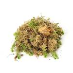 Sphagnum Shop Sphagnum-Moos