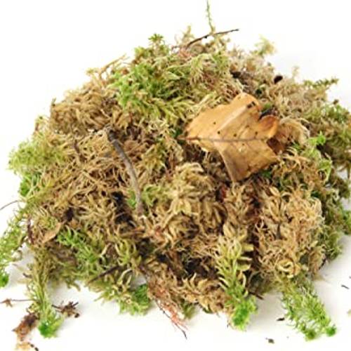 Sphagnum Moos Test Vergleich Top 10 Im Juli 2024 Sphagnum Moos Test Vergleich Top 10 Im Juli 2024