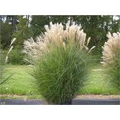 Stauden Gänge Chinaschilf Miscanthus Sinensis Vergleich