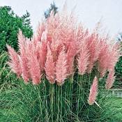 Stauden Gänge Cortaderia seloana