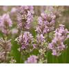 Stauden Gänge Echter Lavendel
