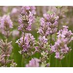 Stauden Gänge Echter Lavendel