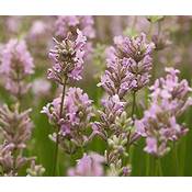 Stauden Gänge Echter Lavendel