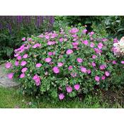 Stauden Gänge Geranium Sanguineum Vergleich
