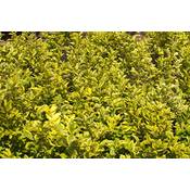 Stauden Gänge Goldliguster Vergleich