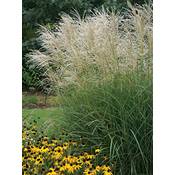 Stauden Gänge Miscanthus sinensis Graziella