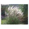 Stauden Gänge Miscanthus sinensis Silberfeder