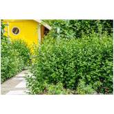 murraya koenigii plant 3' Curry Leaf Tree (Murraya Koenigii) Sweet Neem Organic Rare – Manasota  Permacuture main image 1