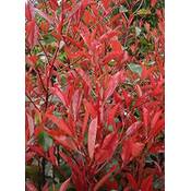 Stauden Gänge Photinia fraseri Little Red Robin Vergleich