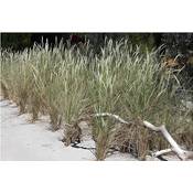 ‎Stauden Gänge Strandhafer Vergleich