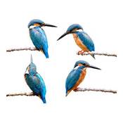 Stickers4 Vogelschutz-Aufkleber Eisvogel