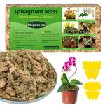 Sphagnum-Moos