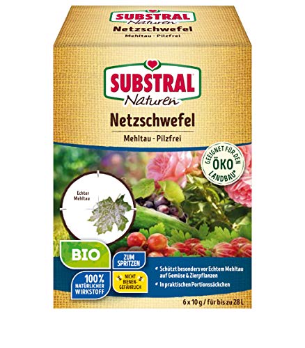 pflegeleichte dekorative zimmerpflanzen Monstera Deliciosa Fensterblatt Zimmerpflanze  Pflegeleichte Tropenpf