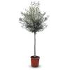 Sunny Tree Olivenbaum Olea Europaea