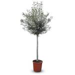 Olivenbaum