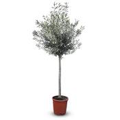 Sunny Tree Olivenbaum Olea Europaea