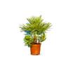 Sunnytree Chamaerops Humilis