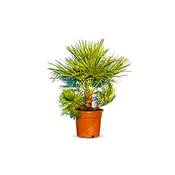 Sunnytree Chamaerops Humilis