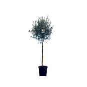 Sunnytree winterharter Zierbaum