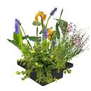‎S Vd Velde Waterplanten