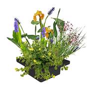 ‎S Vd Velde Waterplanten