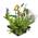 ‎S Vd Velde Waterplanten